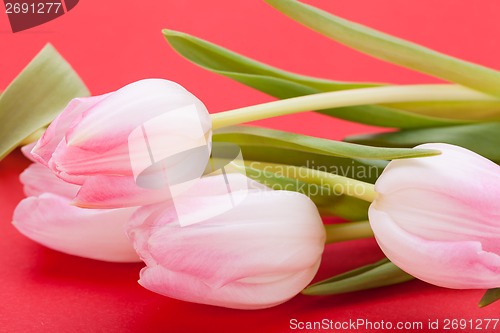 Image of Spring background of dainty pink tulips