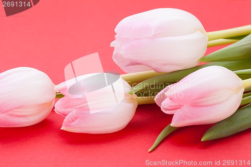 Image of Spring background of dainty pink tulips