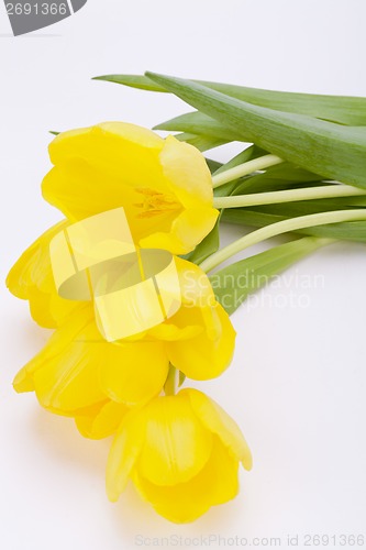 Image of Bunch of cheerful yellow tulips