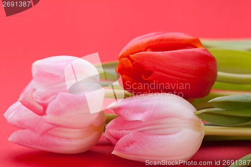 Image of Spring background of dainty pink tulips