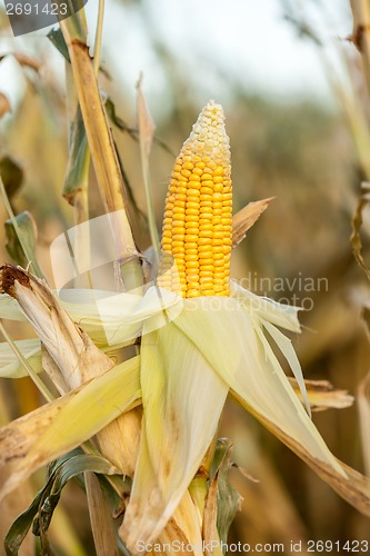 Image of Corn on the cob in an agricultural field