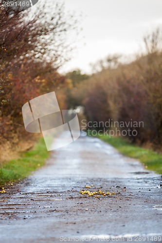 Image of landscape and street in autumn spring outdoor 