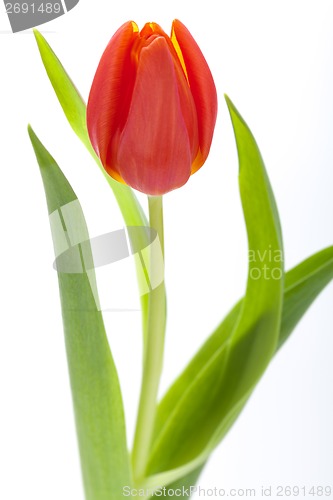 Image of Beautiful fresh red tulips for a loved one