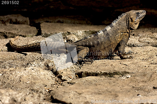 Image of side of Varanus   in sand   tulum