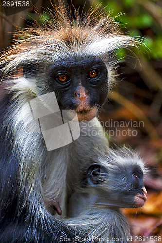 Image of an hairy monkey and her puppy in africa zanzibar  