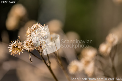 Image of dried plant outdoor