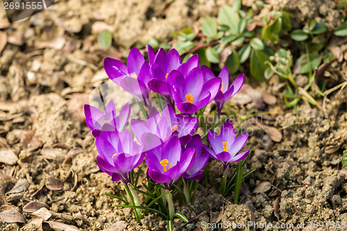 Image of first spring flowers in garden