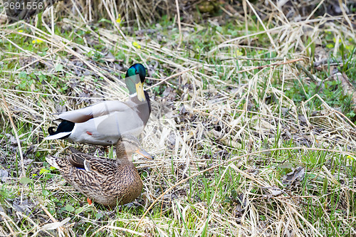 Image of pair of Duck near small creek