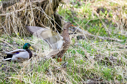 Image of pair of Duck near small creek