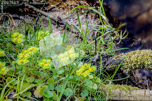 Image of spring green plant