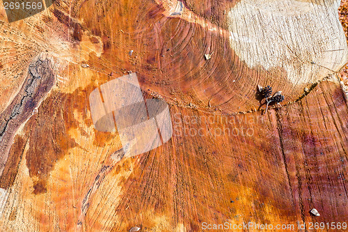 Image of slice of wood timber