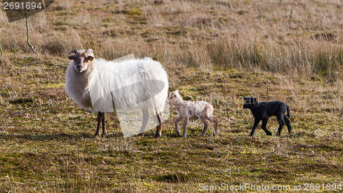 Image of Adult sheep with black and white lamb