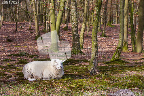 Image of Sheep with a thick winter coat