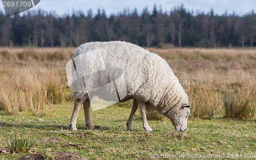 Image of Sheep with a thick winter coat