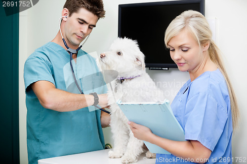 Image of Veterinarian Doctor Examining Dog With Female Nurse At Clinic