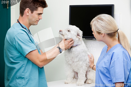 Image of Veterinarian Doctors Examining A Dog