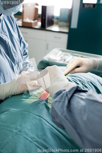 Image of Close-Up Of Veterinarian Doctor And Female Assistant Performing