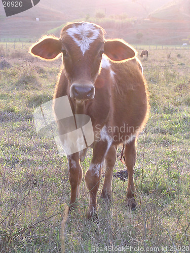Image of Cow on the fields