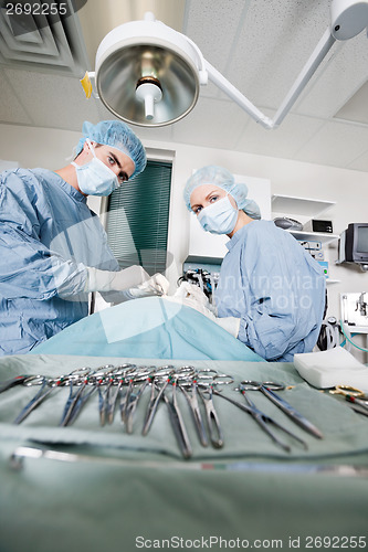 Image of Veterinarian Doctors Performing Surgery At Clinic