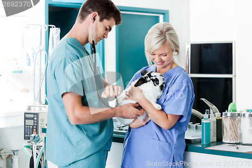 Image of Vet Measuring Rabbit's Pulse