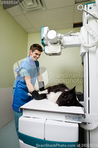 Image of X-ray of Dog at Vet Clinic