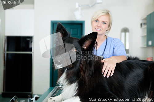 Image of Female Veterinarian Doctor With A Dog At Clinic