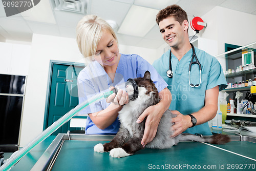 Image of Vet Surgery Preparation