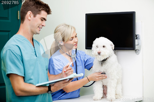 Image of Veterinarian Doctors Examining A Dog At Clinic