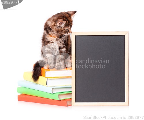 Image of Kitten with chalkboard