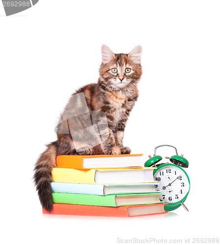 Image of Kitten with books