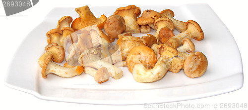 Image of Chanterelles