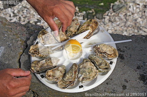 Image of Fresh oysters2