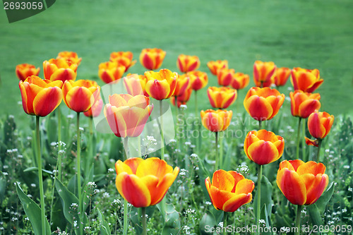 Image of tulips