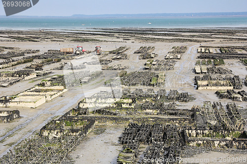 Image of Growing oyster