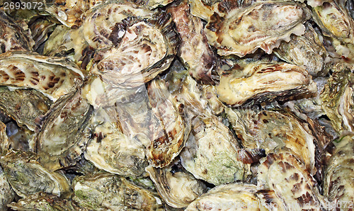 Image of Fresh Oyster