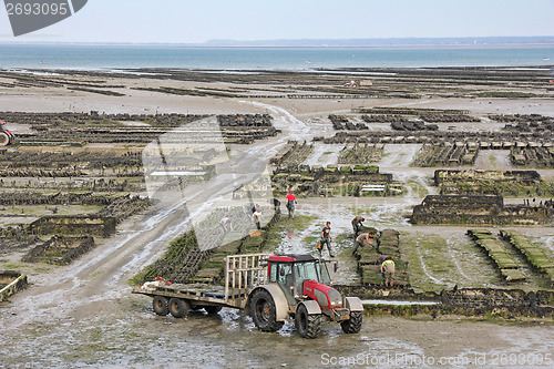 Image of picking oysters