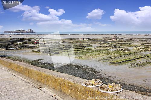 Image of Growing oysters