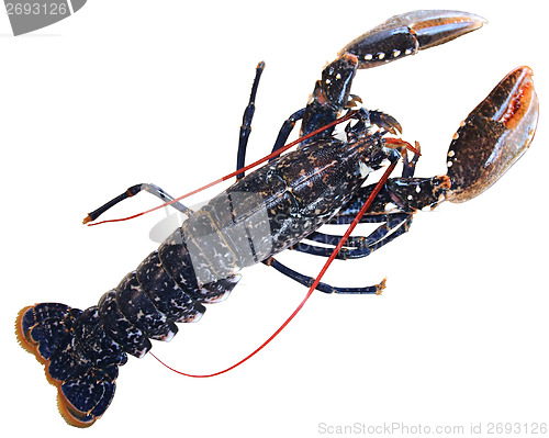 Image of lobster