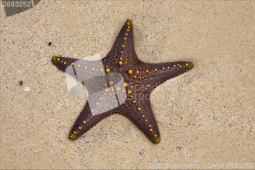 Image of starfish coastline in the  of zanzibar tanzania