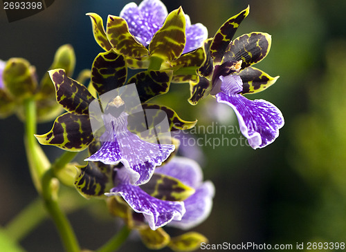 Image of Orchid