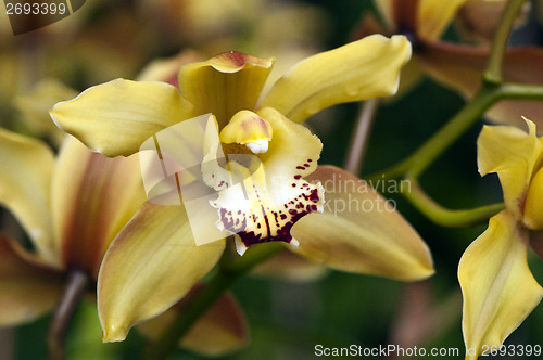 Image of Orchid