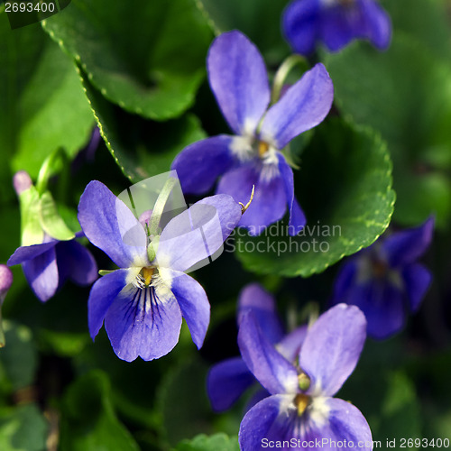 Image of Viola (plant)