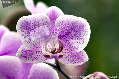 Image of Orchid