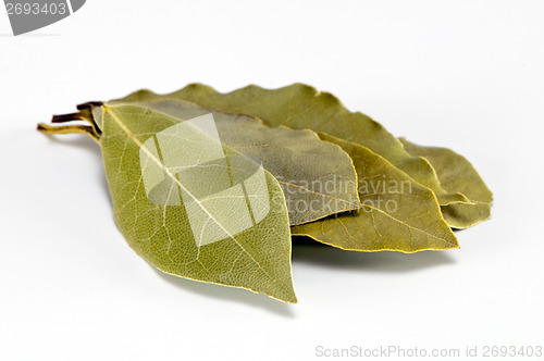 Image of Bay leaf