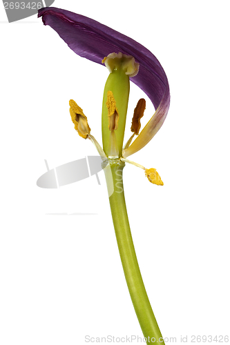 Image of Withered tulip flower