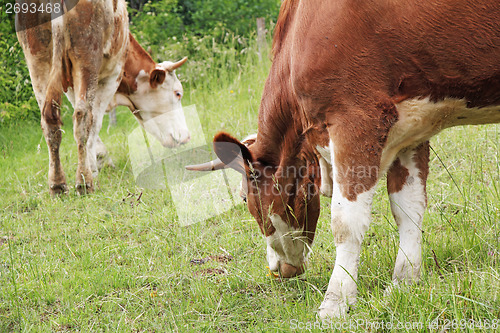 Image of cows grazing