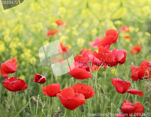 Image of Field poppies