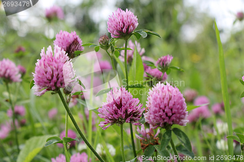 Image of red flower clovers