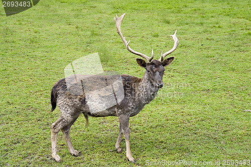 Image of Deer2