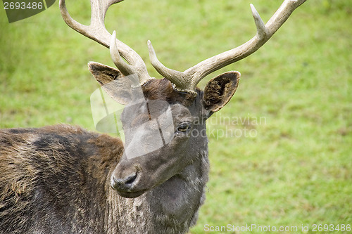 Image of Deer1